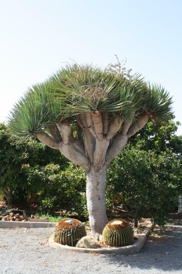 הוילה Gáldar Casa El Salitre מראה חיצוני תמונה